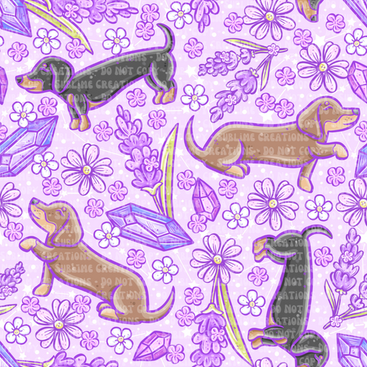 lavender dachshunds